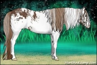 Horse Color:White Spotted Liver Chestnut 