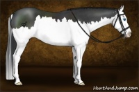 Horse Color:White Spotted Brown Splash 