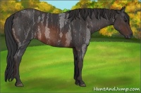 Horse Color:Brown Roan Rabicano  Brindle