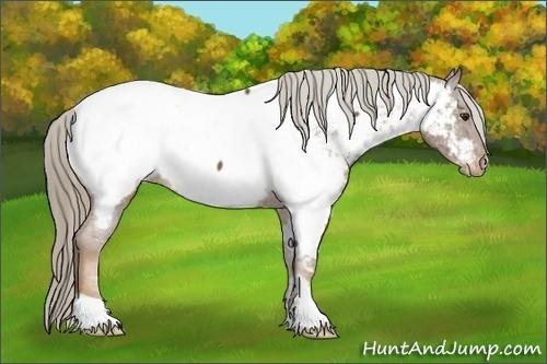 Horse Color:Chestnut Appaloosa 