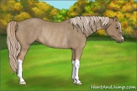 Horse Color:Palomino Rabicano