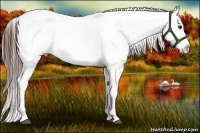 Horse Color:White Spotted Brown Frame Appaloosa Rabicano  Brindle