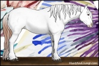 Horse Color:Bay Roan Appaloosa 