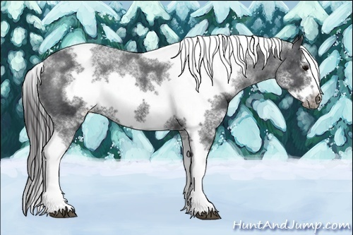 Horse Color:White Spotted Black Splash Tobiano Frame Varnish