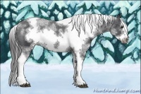 Horse Color:White Spotted Black Splash Tobiano Frame Varnish