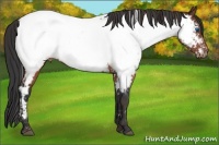 Horse Color:White Spotted Brown Frame Appaloosa Rabicano Brindle