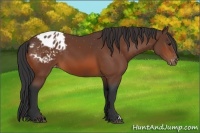 Horse Color:Bay Appaloosa 