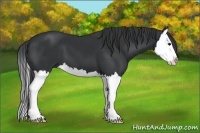 Horse Color:Black Splash 