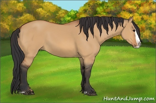 Horse Color:Bay Dun Splash 