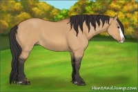 Horse Color:Bay Dun Splash 