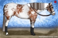 Horse Color:White Spotted Brown Frame Snowcap Rabicano  Brindle