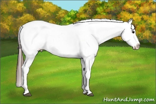 Horse Color:White Spotted Brown Frame Appaloosa Rabicano  Brindle