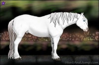Horse Color:White Spotted Brown Frame Appaloosa Rabicano Brindle
