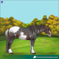 Horse Color:White Spotted Brown Frame Appaloosa Rabicano Brindle