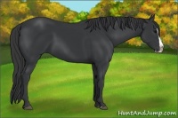 Horse Color:Black Splash 