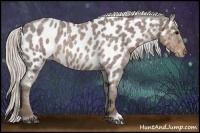 Horse Color:Silver Blue Roan Appaloosa Rabicano 
