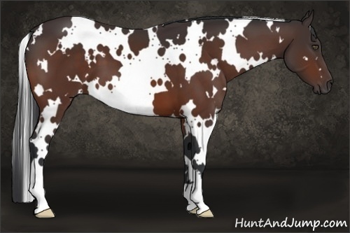Horse Color:White Spotted Bay 