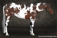 Horse Color:White Spotted Bay 