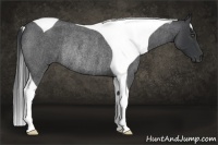 Horse Color:Blue Roan Tobiano Rabicano