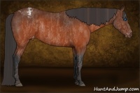 Horse Color:White Spotted Brown Frame Varnish Rabicano Brindle