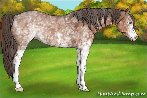 Horse Color:White Spotted Liver Chestnut 