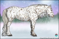 Horse Color:Chestnut Appaloosa 