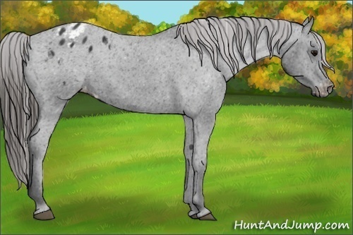 Horse Color:Black Appaloosa 