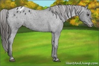 Horse Color:Black Appaloosa