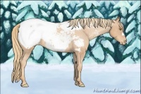 Horse Color:Gold Champagne Appaloosa 