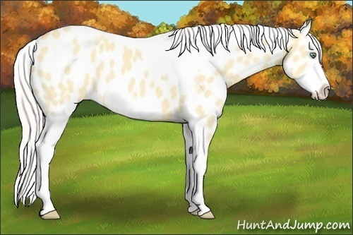 Horse Color:Silver Amber Cream Champagne Roan Dun Splash Tobiano Frame Appaloosa Rabicano 