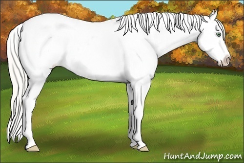 Horse Color:Silver Amber Cream Champagne Roan Dun Splash Tobiano Frame Appaloosa Rabicano