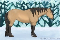 Horse Color:Buckskin 