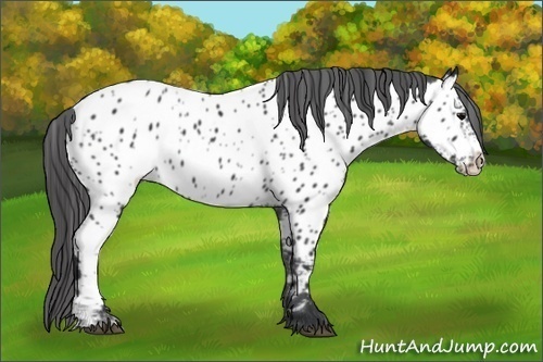 Horse Color:Black Appaloosa