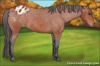 Horse Color:Bay Appaloosa
