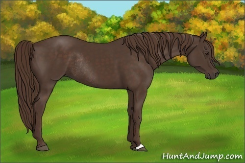 Horse Color:Liver Chestnut Rabicano 