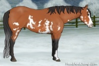 Horse Color:Bay Splash Frame