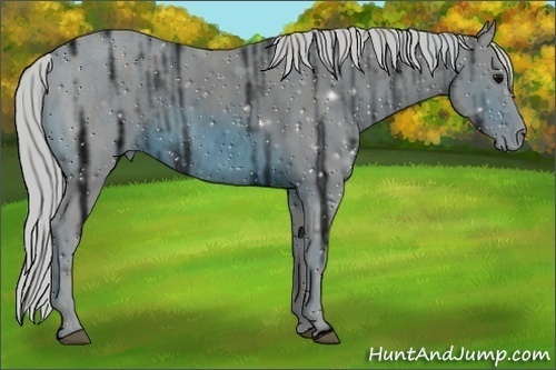 Horse Color:ERROR: UNKNOWN ANOMALY Brindle