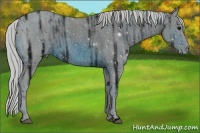 Horse Color:ERROR: UNKNOWN ANOMALY Brindle