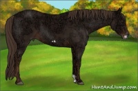 Horse Color:Liver Chestnut Ice Frame