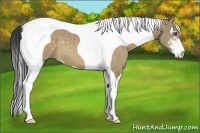 Horse Color:Bay Dun Sabino Tobiano