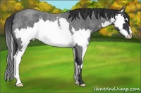 Horse Color:Blue Roan Splash Frame 