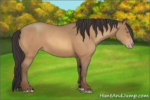 Horse Color:Amber Champagne