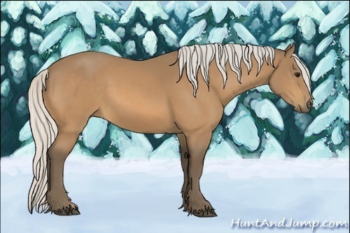 Horse Color:Silver Buckskin 