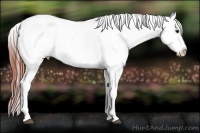 Horse Color:Bay Dun Splash Appaloosa