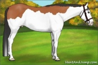 Horse Color:Bay Splash 