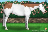 Horse Color:Bay Splash 