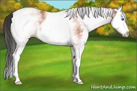 Horse Color:White Spotted Bay Splash