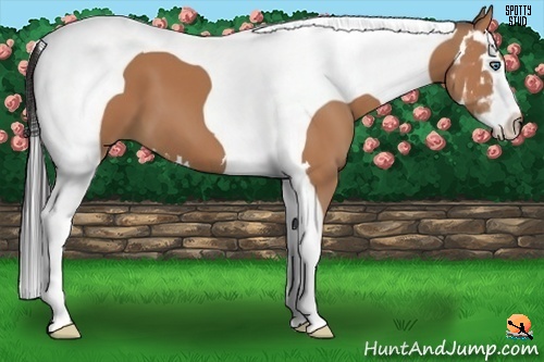 Horse Color:Bay Splash Tobiano Frame 