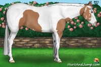 Horse Color:Bay Splash Tobiano Frame 