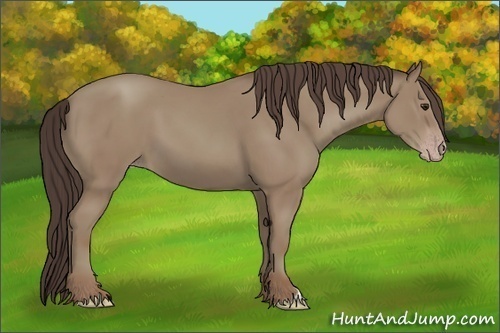 Horse Color:Classic Champagne